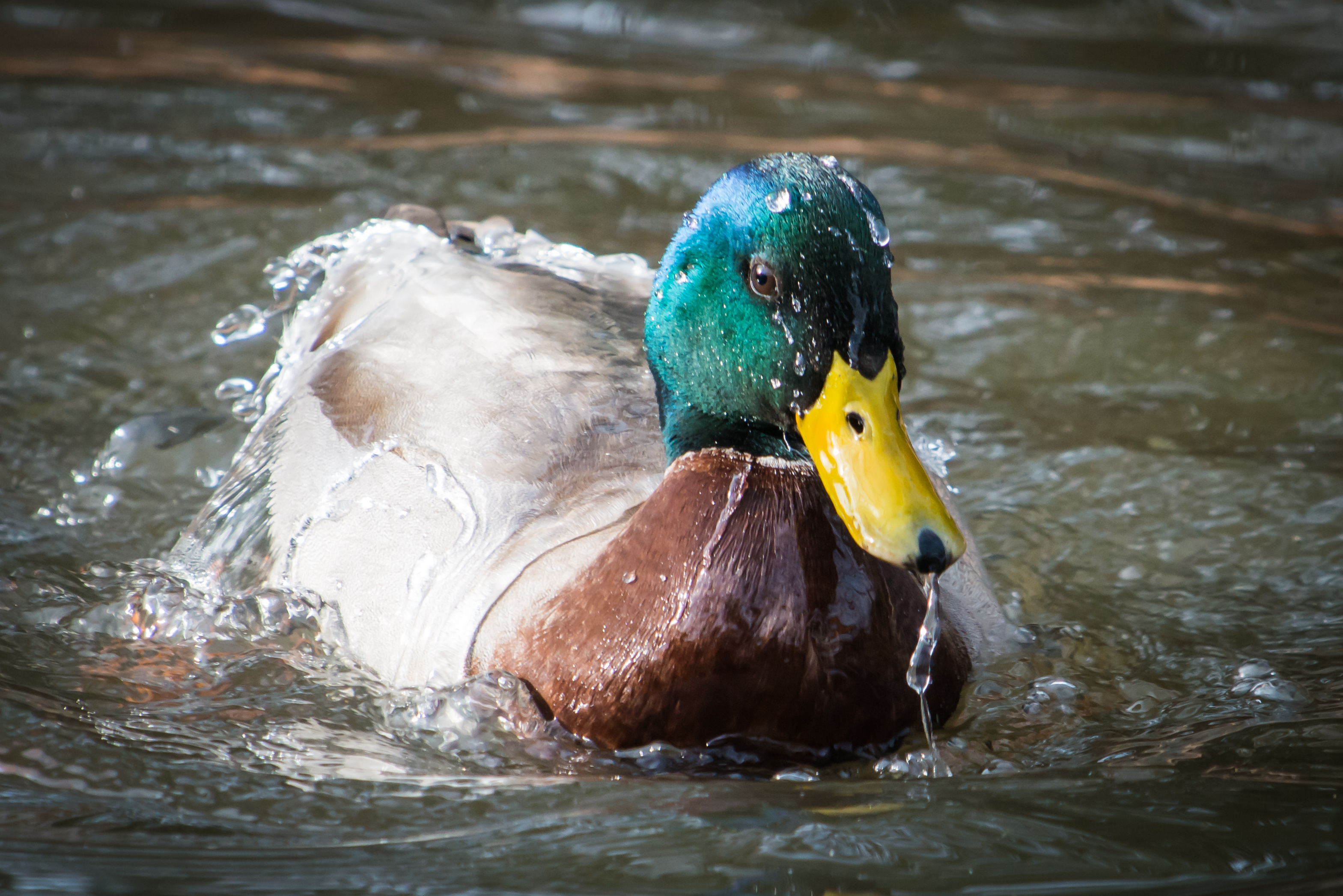 Water streams off a mallard duck's back after a dip underwater