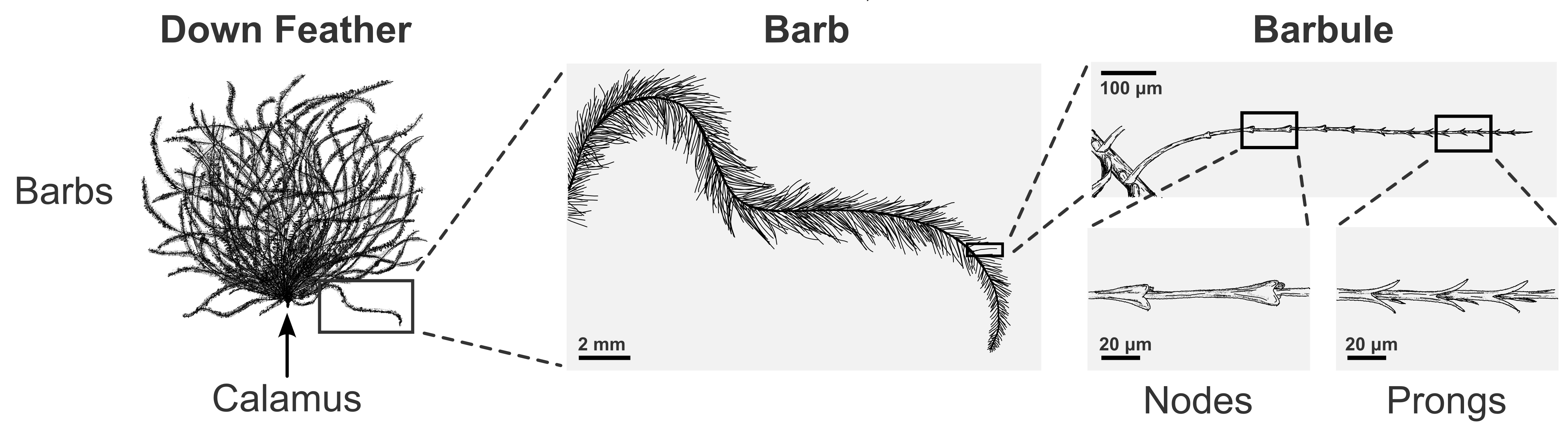 Heirarchical structure of an eider down feather, sketched from microscopy images
