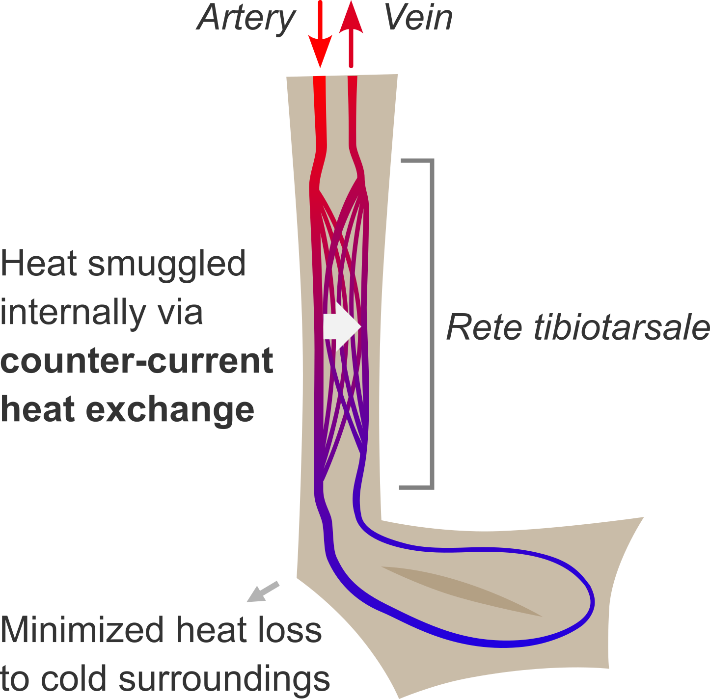 Counter-current heat exchange in the duck leg smuggles heat back to its core to mimimize heat loss