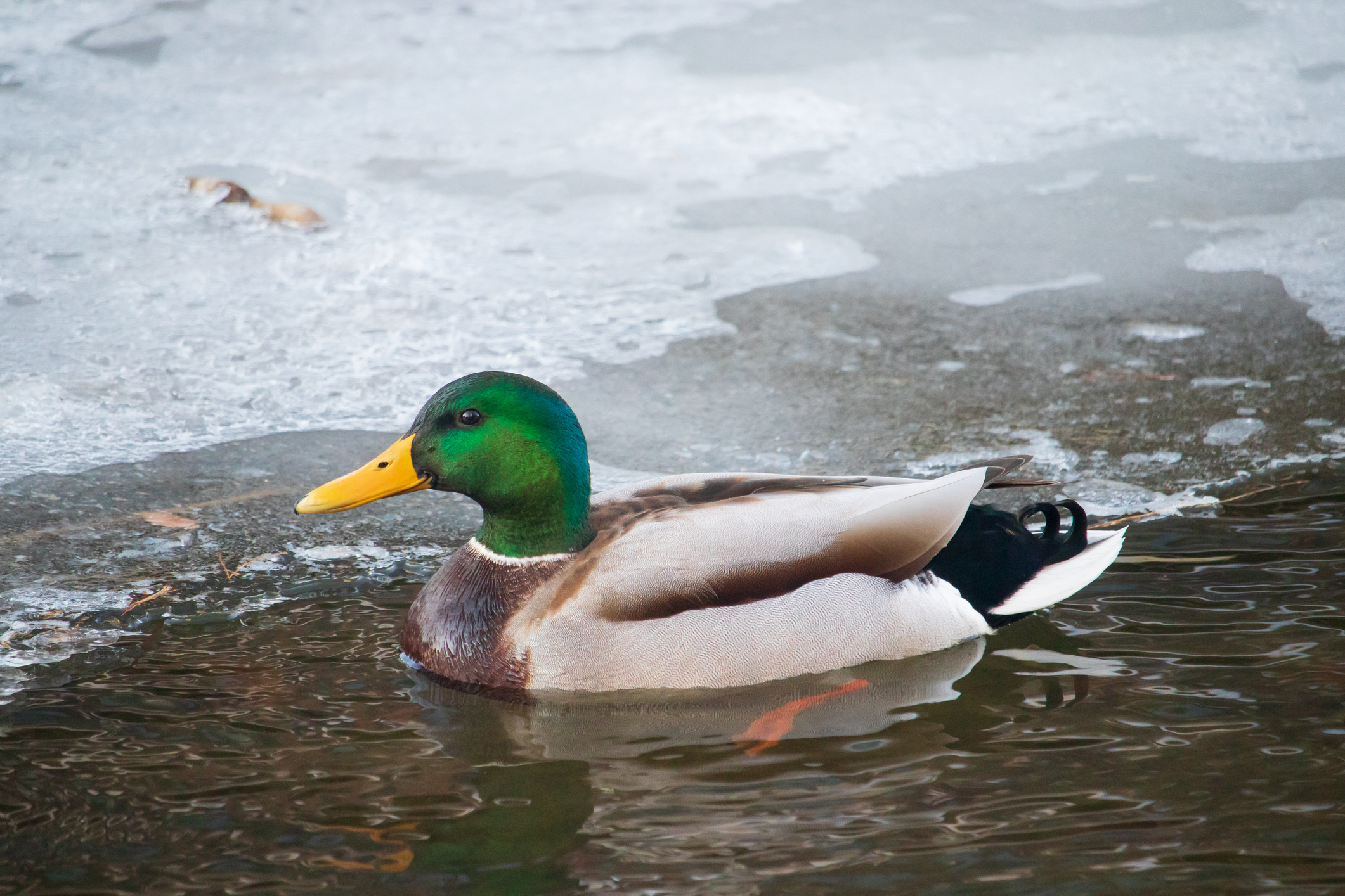 A mallard duck looking at ease as it paddles a frozen river